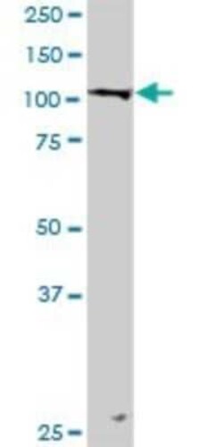 Novus Biologicals LONP1 Antibody, Novus Biologicals 0.1 mg | Buy Online | Novus Biologicals&trade; | Fisher Scientific