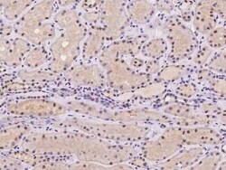 LONP2 Antibody, Novus Biologicals:Antibodies:Primary Antibodies