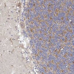 LONRF3 Antibody, Novus Biologicals 100 &mu;g; Unconjugated:Antibodies,