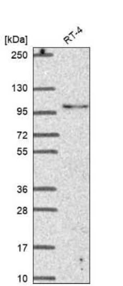 LONRF3 Antibody, Novus Biologicals 100 &mu;g; Unconjugated:Antibodies,
