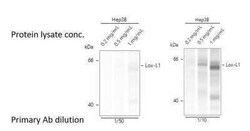 LOXL1 Antibody, Novus Biologicals 0.1 mg | Buy Online | Novus Biologicals | Fisher Scientific