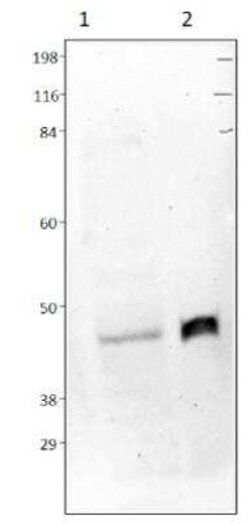 LOXL1 Antibody, Novus Biologicals 100 &mu;g | Buy Online | Novus Biologicals | Fisher Scientific