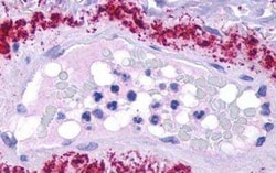 LPAR1/LPA1/EDG-2 Antibody - BSA Free, Novus Biologicals 0.05 mL, Unconjugated:Anticuerpos