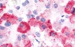 LPAR1/LPA1/EDG-2 Antibody - BSA Free, Novus Biologicals 0.05 mL, Unconjugated:Anticuerpos