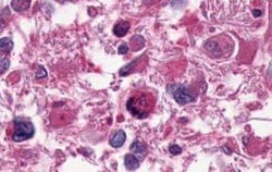 LPAR1/LPA1/EDG-2 Antibody - BSA Free, Novus Biologicals 0.05 mL | Buy Online | Novus Biologicals | Fisher Scientific