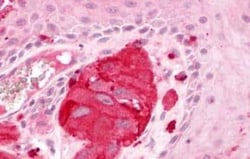 LPAR1/LPA1/EDG-2 Antibody - BSA Free, Novus Biologicals 0.05 mL | Buy Online | Novus Biologicals | Fisher Scientific