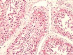 LPAR5/LPA5/GPR92 Antibody - BSA Free, Novus Biologicals 0.05 mL, Unconjugated:Anticuerpos