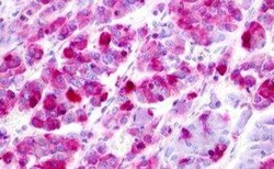 LPAR5/LPA5/GPR92 Antibody - BSA Free, Novus Biologicals 0.05 mL, Unconjugated:Anticuerpos