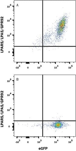 Human LPAR5/LPA5/GPR92 Antibody, R D Systems 25 &mu;g; Unconjugated:Antibodies,