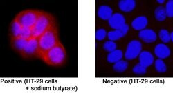 Human LPAR5/LPA5/GPR92 Antibody, R D Systems 25 &mu;g; Unconjugated:Antibodies,