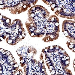 Human LPAR5/LPA5/GPR92 Antibody, R D Systems 25 &mu;g; Unconjugated:Antibodies,