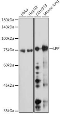 LPP Rabbit anti-Human, Mouse, Rat, Clone: 8M2R8, Novus Biologicals:Antibodies:Primary