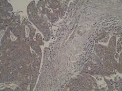 LRAT Antibody (M34-P1F10) - BSA Free, Novus Biologicals 0.025 mL, Unconjugated:Antibodies,