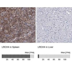 LRCH4 Antibody, Novus Biologicals 25 &mu;L; Unconjugated:Antibodies, Polyclonal