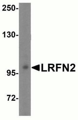 LRFN2 Antibody - BSA Free, Novus Biologicals 0.1 mg | Buy Online | Novus Biologicals | Fisher Scientific