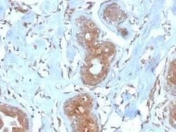 LRG1 Mouse anti-Human, Clone: LRG1/4882, Novus Biologicals 20 &mu;g; Unconjugated:Antibodies,