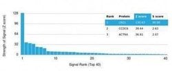 LRG1 Mouse anti-Human, Clone: LRG1/4883, Novus Biologicals 20 &mu;g; Unconjugated:Antibodies,
