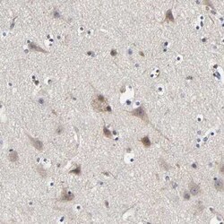 LRP-1 Antibody, Novus Biologicals:Antibodies:Primary Antibodies