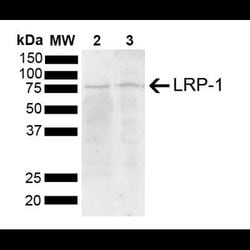 LRP-1 Antibody, Novus Biologicals 100&mu;g:Antibodies, Polyclonal