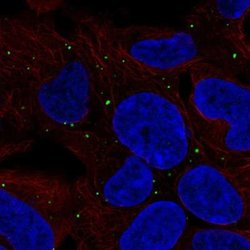 LRP-1B Antibody, Novus Biologicals:Antibodies:Primary Antibodies