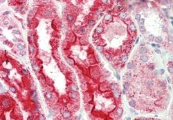 LRP2BP Antibody, Novus Biologicals 100 &mu;L; Unconjugated:Antibodies,