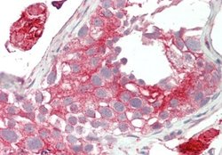 LRP2BP Antibody, Novus Biologicals 100 &mu;L; Unconjugated:Antibodies,