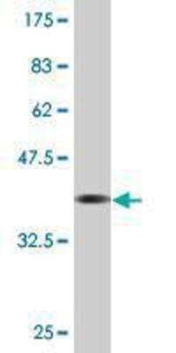 LRP3 Antibody (4C11), Novus Biologicals 0.1 mg | Buy Online | Novus Biologicals | Fisher Scientific