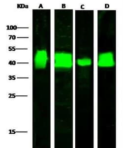 LRPAP Antibody, Novus Biologicals 50 &mu;g; Unconjugated:Antibodies, Polyclonal