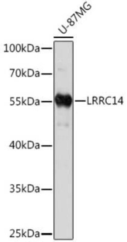 LRRC14 Rabbit anti-Human, Polyclonal, Novus Biologicals 100 &mu;g | Buy Online | Novus Biologicals | Fisher Scientific