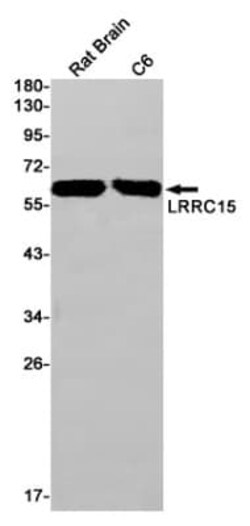 LRRC15 Antibody (S04-3E9), Novus Biologicals 50 &mu;g | Buy Online | Novus Biologicals | Fisher Scientific