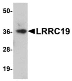 LRRC19 Antibody - BSA Free, Novus Biologicals 0.1 mg | Buy Online | Novus Biologicals | Fisher Scientific