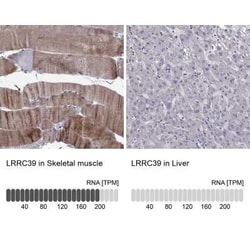 LRRC39 Antibody, Novus Biologicals:Antibodies:Primary Antibodies