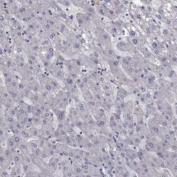 LRRC39 Antibody, Novus Biologicals:Antibodies:Primary Antibodies