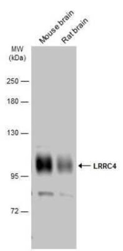 LRRC4 Antibody, Novus Biologicals 100 &mu;g | Buy Online | Novus Biologicals | Fisher Scientific