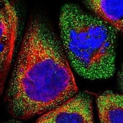 LRRC46 Antibody, Novus Biologicals:Antibodies:Primary Antibodies