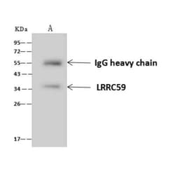 LRRC59 Antibody, Novus Biologicals 100 &mu;g; Unconjugated:Antibodies,