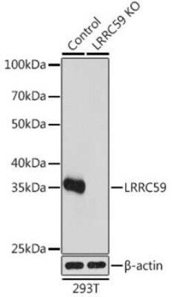 LRRC59 Rabbit anti-Human, Mouse, Rat, Polyclonal, Novus Biologicals 20 &mu;g | Buy Online | Novus Biologicals | Fisher Scientific
