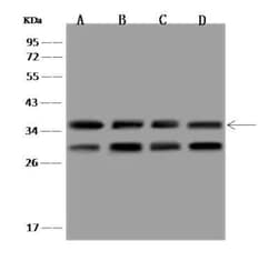 LRRC59 Antibody, Novus Biologicals 100 &mu;g; Unconjugated:Antibodies,