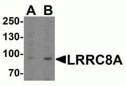 LRRC8A Antibody - BSA Free, Novus Biologicals 0.1 mg; Unconjugated:Antibodies,