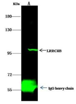LRRC8B Antibody, Novus Biologicals™