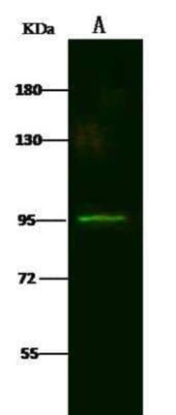 LRRC8B Antibody, Novus Biologicals:Antibodies:Primary Antibodies