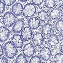 LRRD1 Rabbit anti-Human, Polyclonal, Novus Biologicals 100 &mu;g | Buy Online | Novus Biologicals | Fisher Scientific