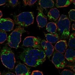 LRRIQ4 Rabbit anti-Human, Polyclonal, Novus Biologicals:Antibodies:Primary