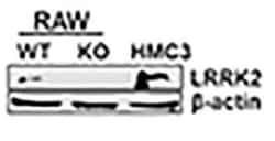 LRRK2 Antibody Pack, Novus Biologicals 1 Pack; Unconjugated:Antibodies