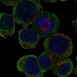 LRTM2 Rabbit anti-Human, Polyclonal, Novus Biologicals:Antibodies:Primary