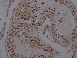 LSD1 Antibody (1G7), Novus Biologicals 100 &mu;g; Unconjugated:Antibodies,