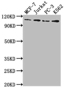 LSD1 Antibody (1G7), Novus Biologicals 100 &mu;g; Unconjugated:Antibodies,
