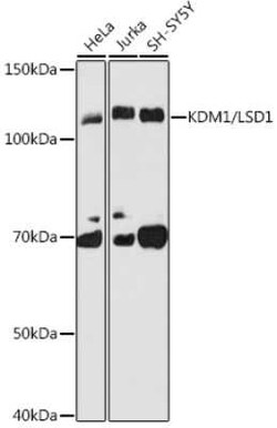 LSD1 Rabbit anti-Human, Clone: 7R10X6, Novus Biologicals 100 &mu;g | Buy Online | Novus Biologicals | Fisher Scientific