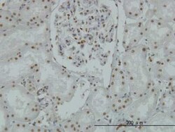 Novus Biologicals LSD1 Antibody (2E7), Novus Biologicals 0.1 mg | Buy Online | Novus Biologicals&trade; | Fisher Scientific