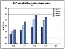 LSD1 Antibody, Novus Biologicals 50 &mu;g; Unconjugated:Antibodies, Polyclonal